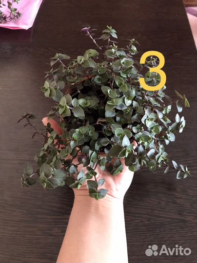 Традесканция,каланхоэ,каллизия