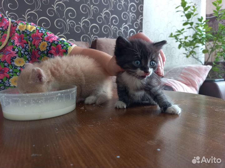 Кошка в дар бесплатно