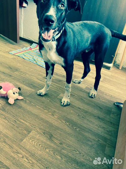 Щенок мальчик