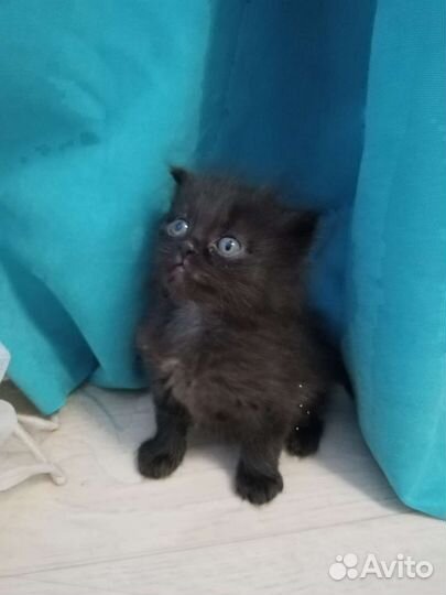 Котенок