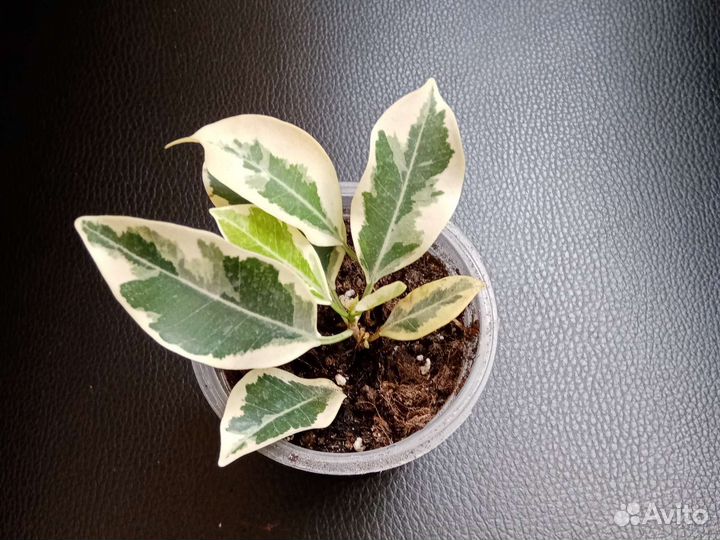 Фикус Ивалистный, Вайт марджин, ретуза гавайская