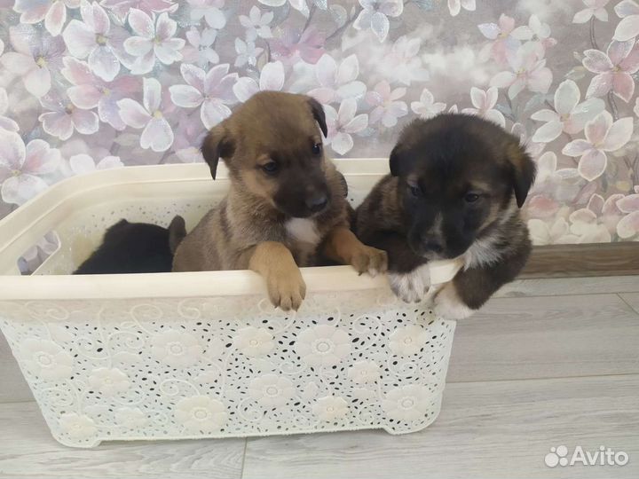 Собаки щенки бесплатно