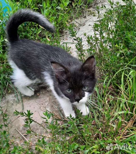 Котята-девчата в добрые руки