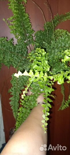 Нефролепис Dassada Green