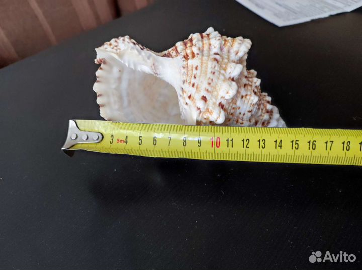 Ракушка морская большая