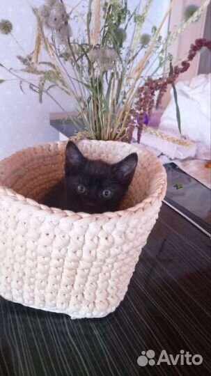 Кошка в дар