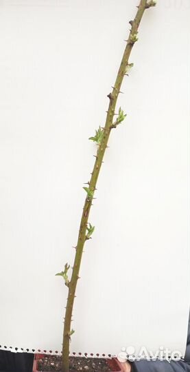 Саженцы ежевики