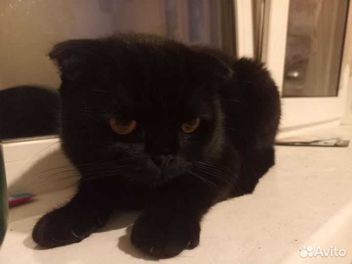 Отдам Шотландская вислоухая кот и кошка