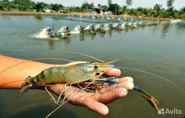 Живые Малайзийские Речные Креветки до 15 см