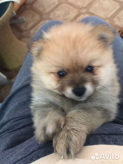 Щенки от двух прекрасных немецких мини-шпицев