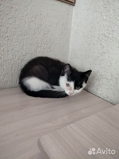 Котенок мальчик ласковый бесплатно