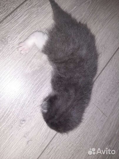 Кошка в дар бесплатно