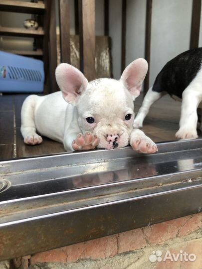 Французский бульдог щенки