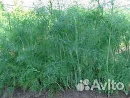 Семена укропа профессиональные