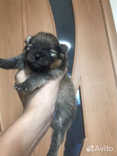 Померанский шпиц