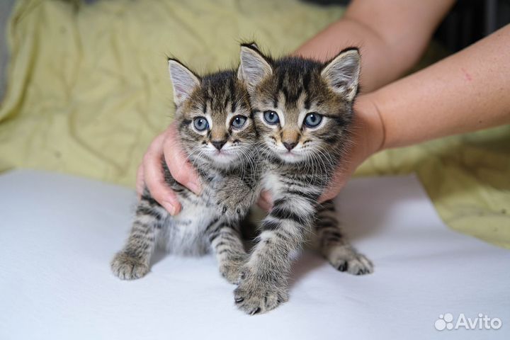 Кошка в дар бесплатно