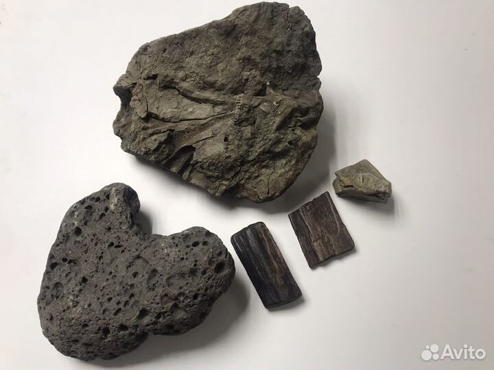 Окаменелости со следами живности