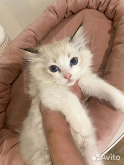 Котенок рэгдолл