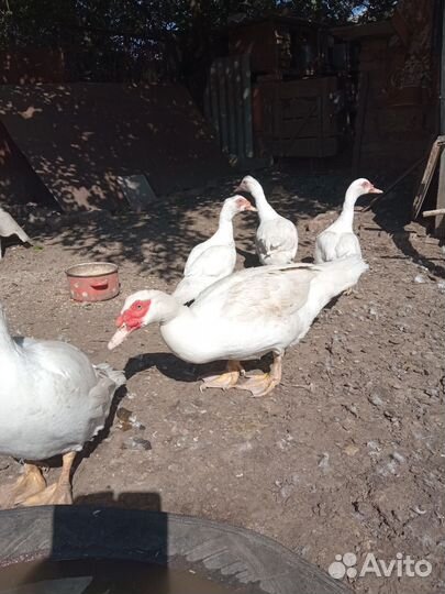 Индоутки тяжелой линии