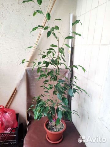 Фикус бенджамина