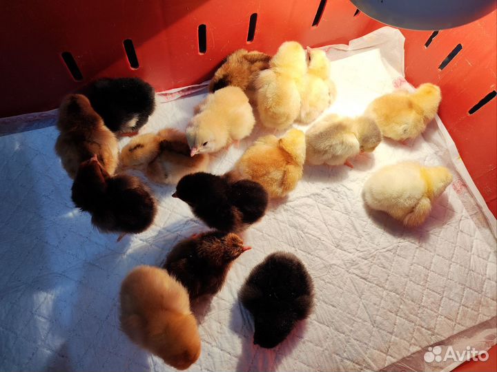 Цыплята суточные