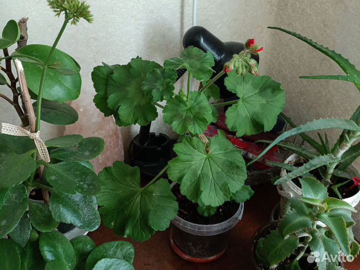 Герань сортовая