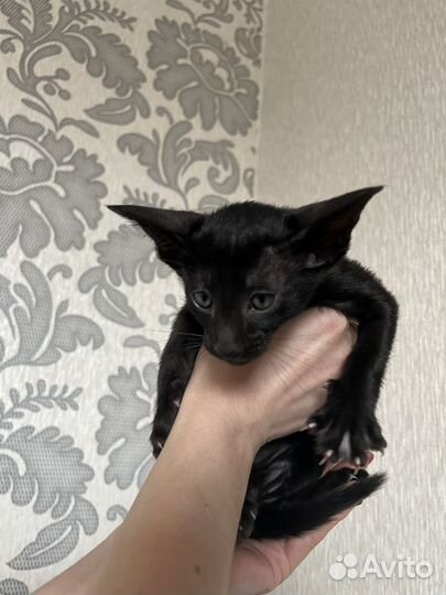 Ориентальные котята