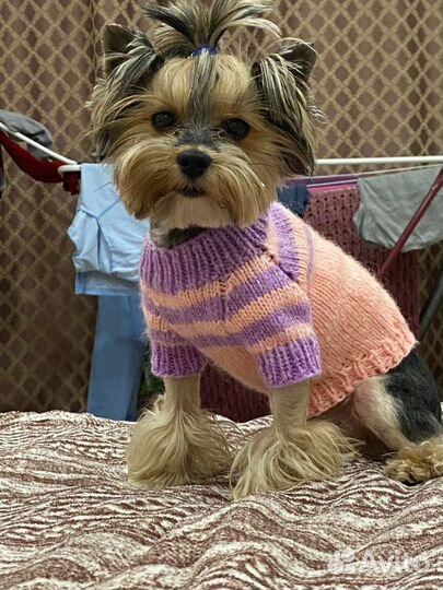 Вязание на заказ теплых вещей для собак и кошек