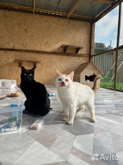 Кот без носа по имени Гарри