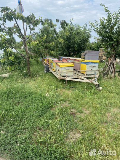 Пчелы пасека