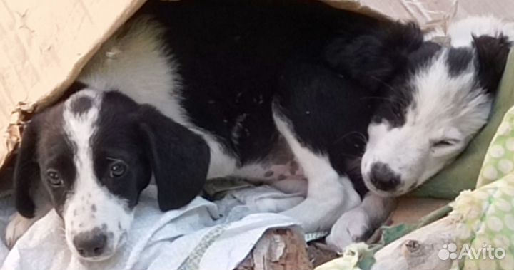 Щенки в добрые руки