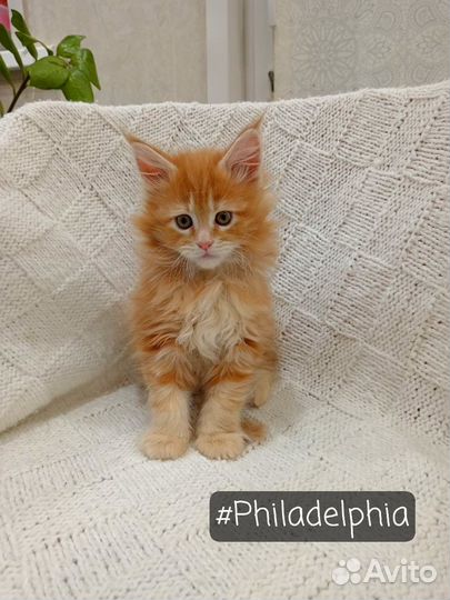 Котята мейн-кун чистопородные