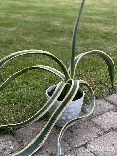 Мексиканская агава