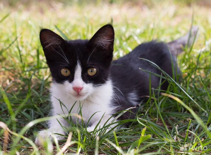 Котята бесплатно