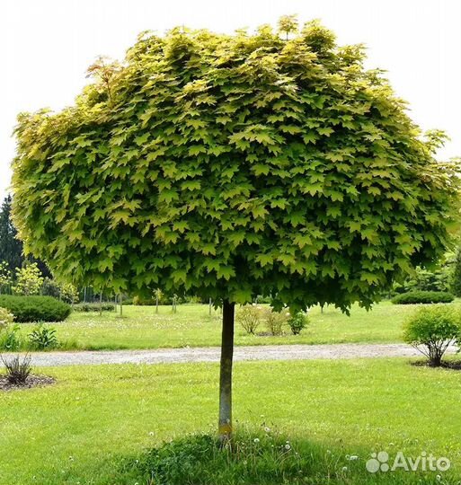 Клен остролистный, канадский