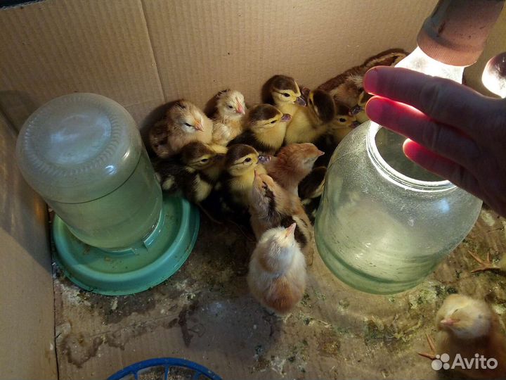 Домашние животные птицы