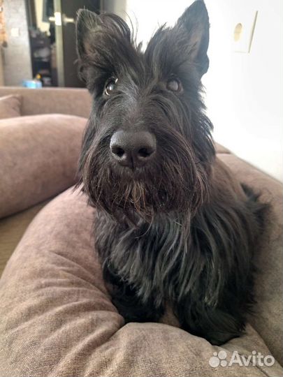 Скотч-терьер девочка ищет кавалера