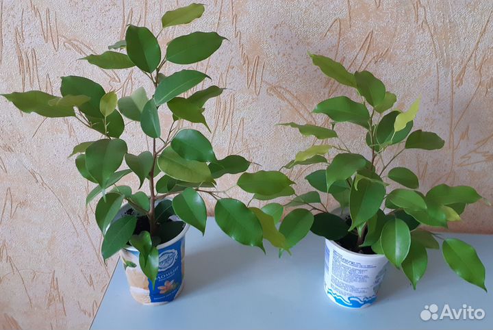 Фикус бенджамина Неон