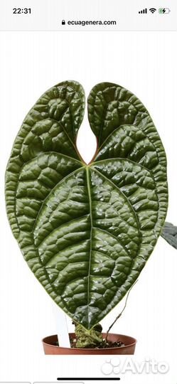 Антуриум luxurians