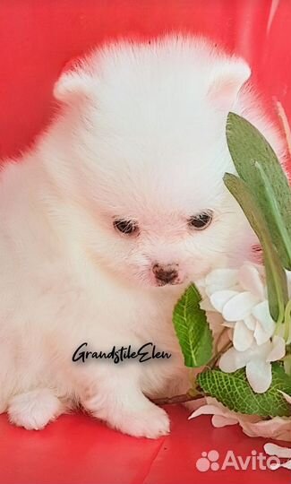 Малыши шпица