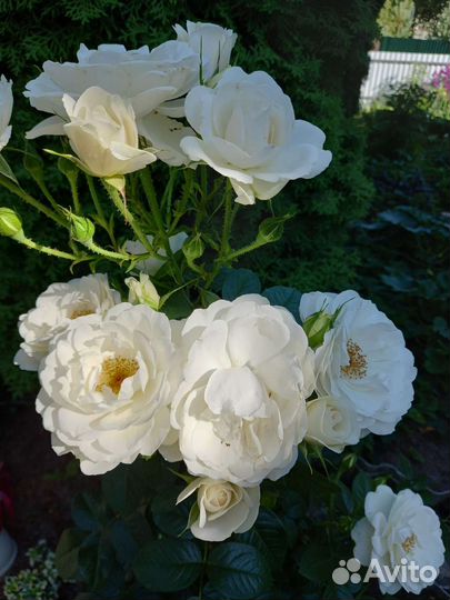 Декоративные кустарники на посадку