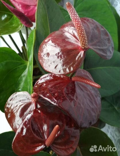 Антуриум Эссенция