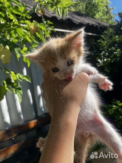 Котята мальчик