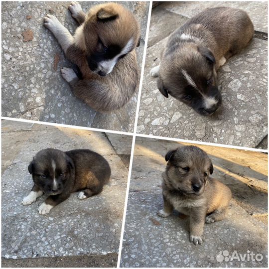 Щенки