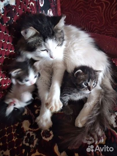 Кошка