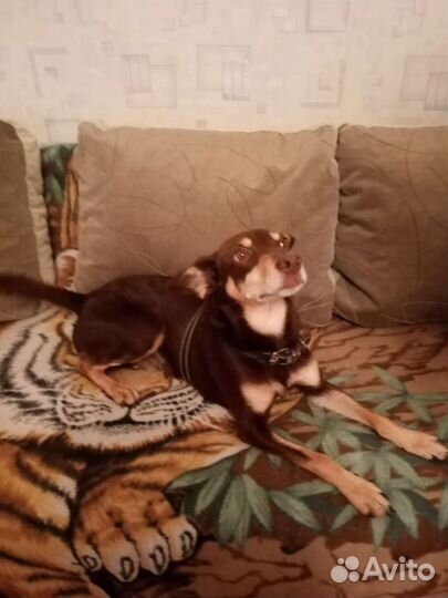 Цвергпинчер