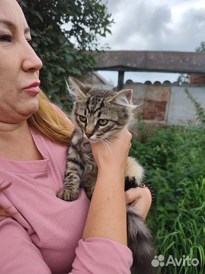 Котята в добрые руки бесплатно