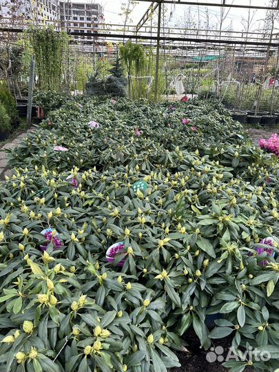 Рододендрон