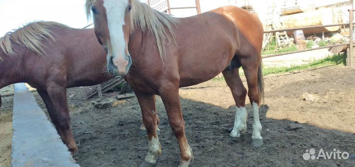 Лошади и жеребята