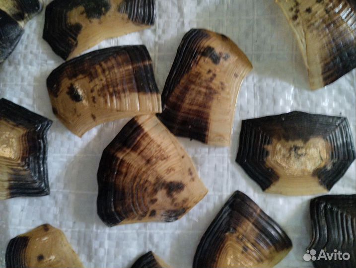 Черепаха сухопутная